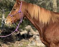 has-coggin-thoroughbred-pony