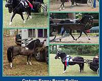 pinto-horse