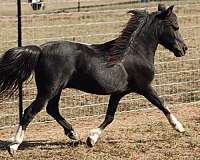 arena-miniature-horse