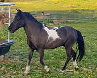 billings-miniature-horse