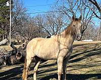 champagne-tennessee-walking-gelding