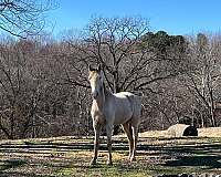 champagne-twhbea-horse