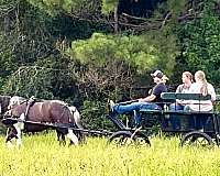 attention-spotted-saddle-horse