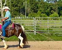 banjo-spotted-saddle-horse