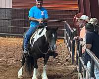 far-spotted-saddle-horse