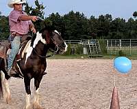 favorite-spotted-saddle-horse