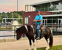 lover-spotted-saddle-horse