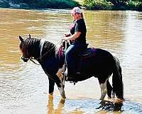 loving-spotted-saddle-horse