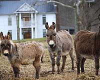 dun-miniature-spotted-horses-for-sale