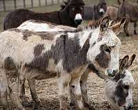 dun-miniature-spotted-horse