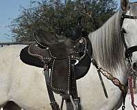 all-around-arabian-horse