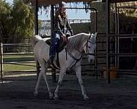 dappled-arabian-horse