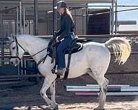 endurance-arabian-horse