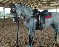 none-horse