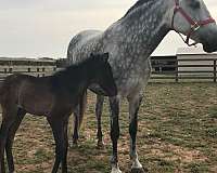 elena-andalusian-horse