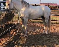 forever-home-andalusian-horse