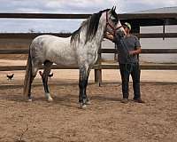 cartujano-stallion