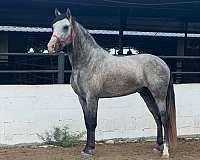 job-andalusian-horse