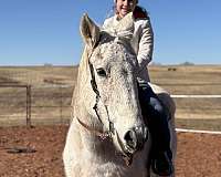 grey-all-around-horse