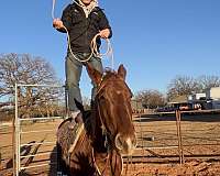 quarter-horse