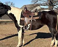 black-overo-hazing-horse