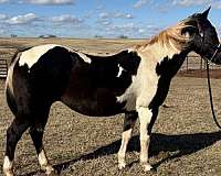 black-overo-racing-horse