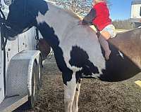 team-dr-paint-horse