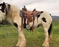 black-flashy-parade-horse