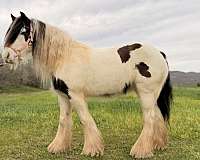 gets-along-with-others-gypsy-vanner-horse