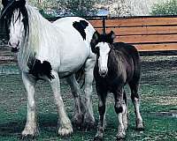 sd-bred-mare