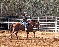athletic-quarter-horse
