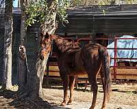 shared-gelding