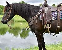 dressage-prospect-friesian-horse