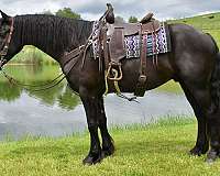 trick-trained-friesian-horse