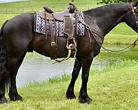 driving-friesian-horse