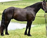 carriage-horse-friesian
