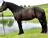 black-beauty-friesian-horse