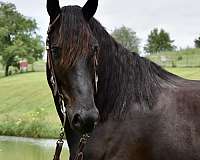 black-gelding-friesian-horse