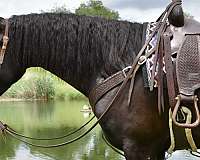 friesian-cross-horse