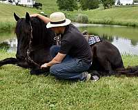 all-around-friesian-horse