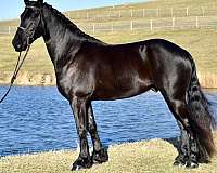 athletic-friesian-horse