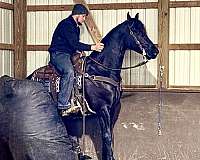 classical-friesian-horse