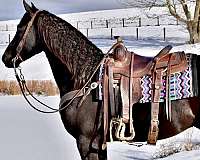 cross-friesian-horse