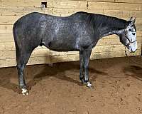 Appendix Pony Hunt Seat Gelding