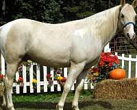 team-roping-spotted-saddle-horse