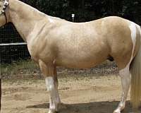 arena-work-spotted-saddle-horse