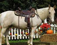 barrel-pole-spotted-saddle-horse