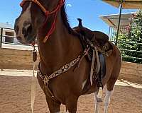 half-arabian-gelding