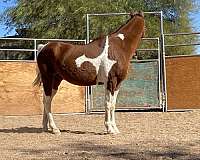 half-arabian-horse-for-sale