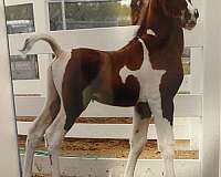 half-arabian-horse